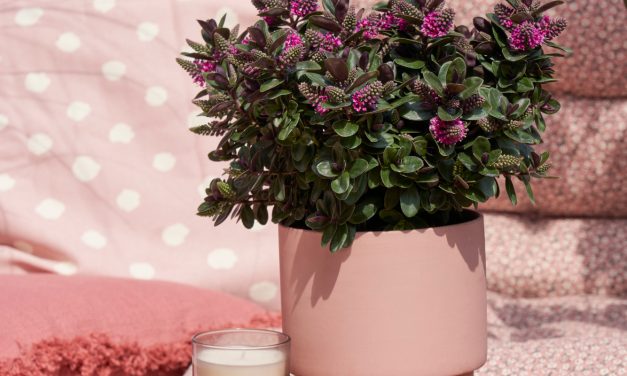Addenda introduceert nieuwe innovaties tijdens Plantarium
