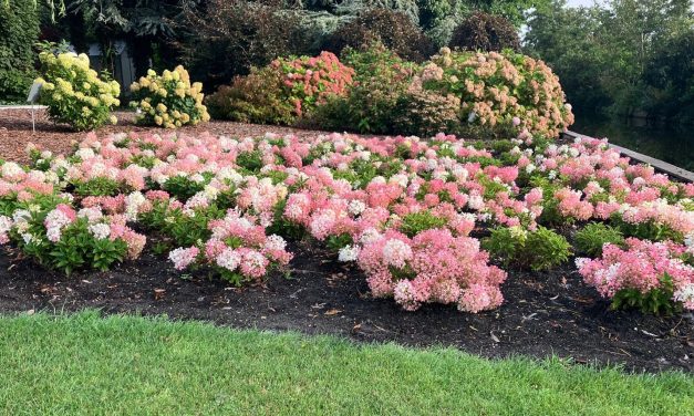 ‘Groundbreaker Blush’ wint gouden medaille