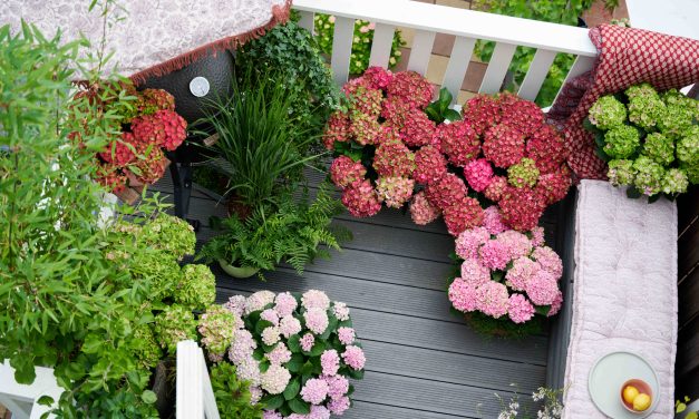 De beste hortensia’s voor balkon en terras
