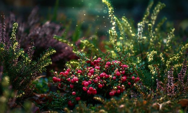 Advanta Ecogazon: biodivers bloemen- en kruidengazon