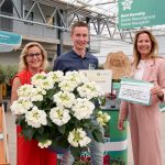 Hydrangea macrophylla wint Green Retail Award Beste Nieuwigheid